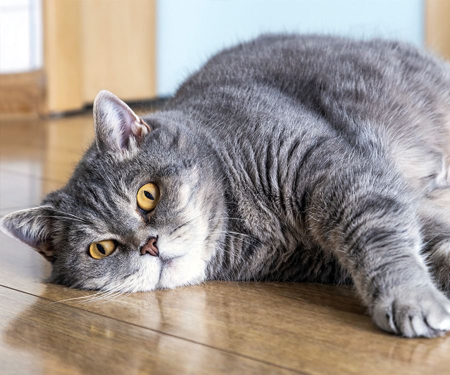 Fat British cat lying on the floor. Help your cat lose weight.
