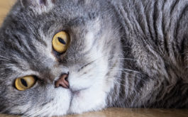 Fat British cat lying on the floor. Help your cat lose weight.