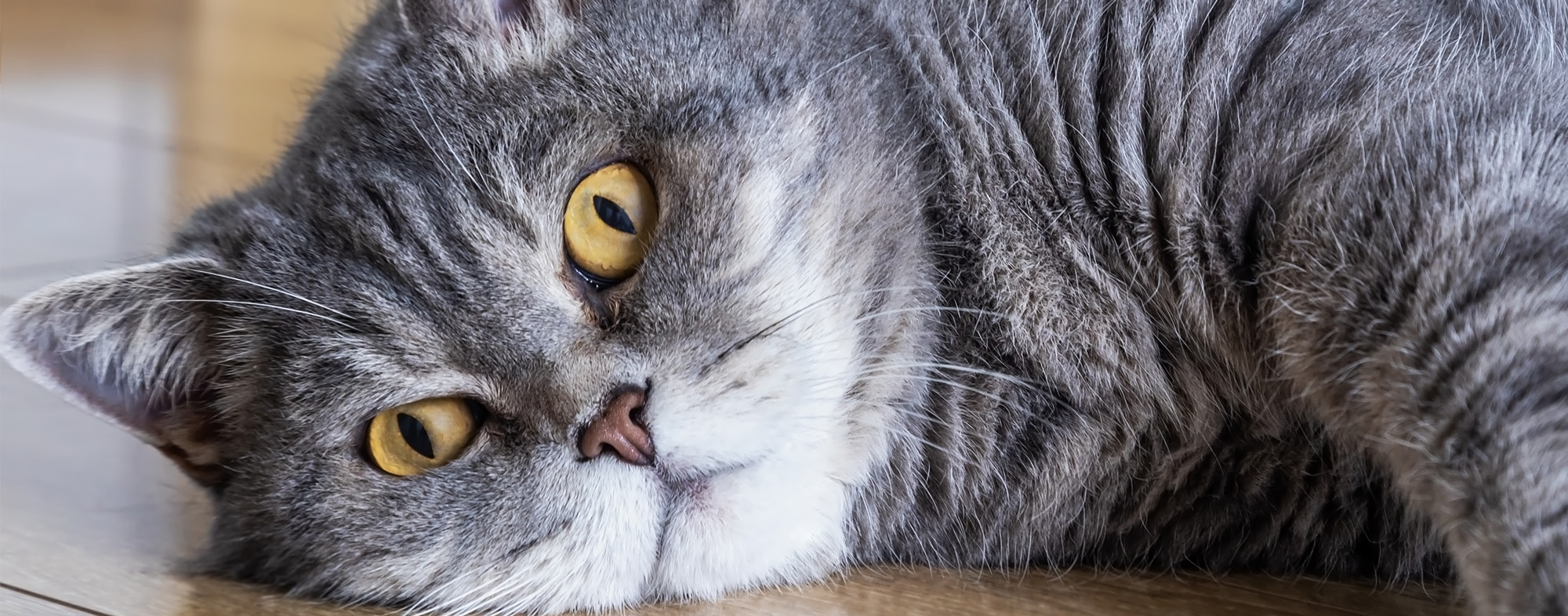How To Help Your Cat Lose Weight Cats How to help your cat lose weight cats