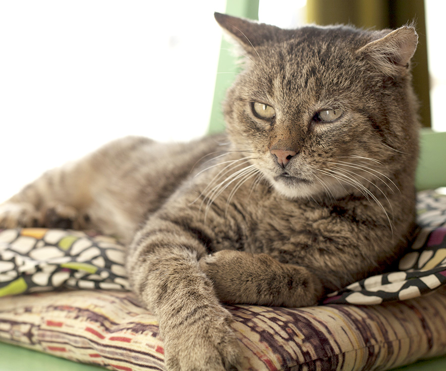 Senior cat behavior - Senior cat laying down