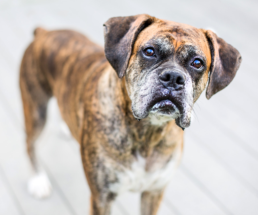 There are benefits of adopting an older dog such as this brindle boxer.