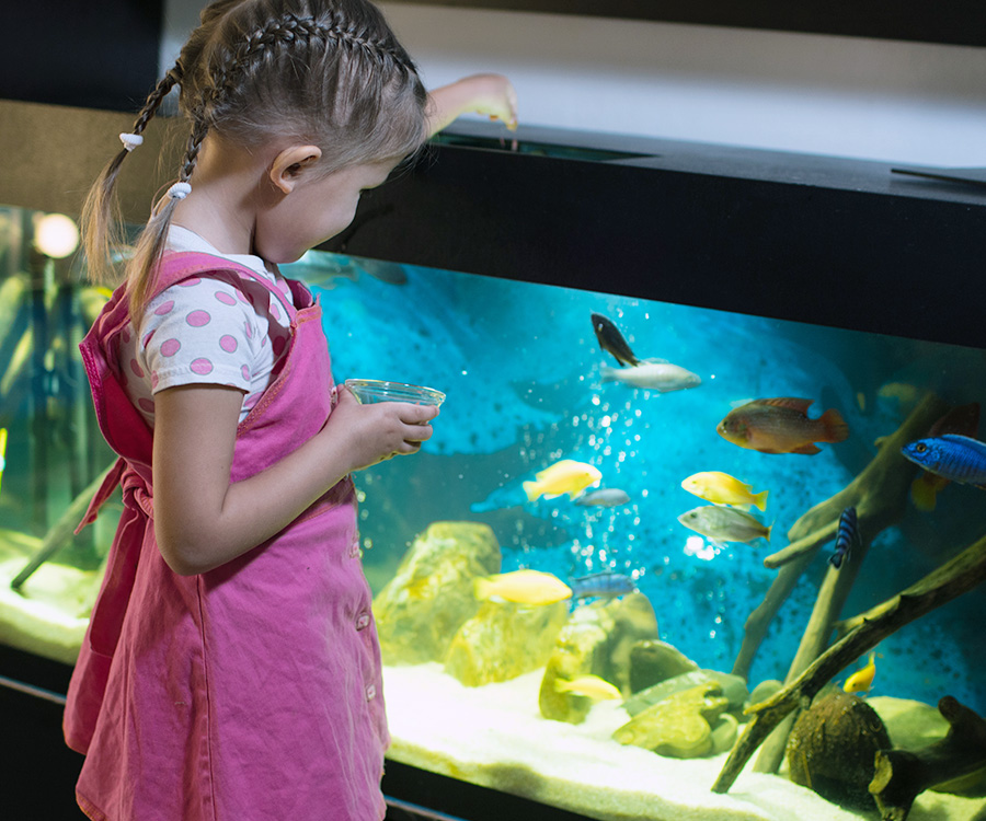 Best first pet - A best first pet - a little girl standing in front of a fish tank.