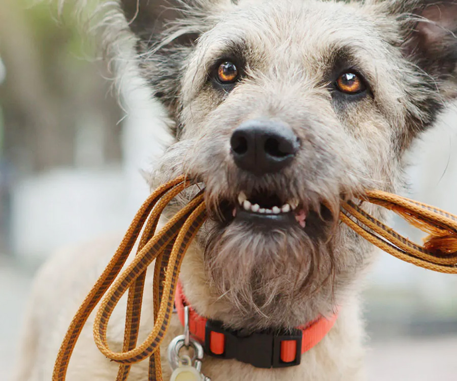 Learn routines and look for signs when you care for a friend's pet, such as a dog carrying a leash in his mouth.