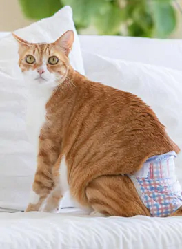 Hartz cat diapers. Provide yor cat the best care possible.