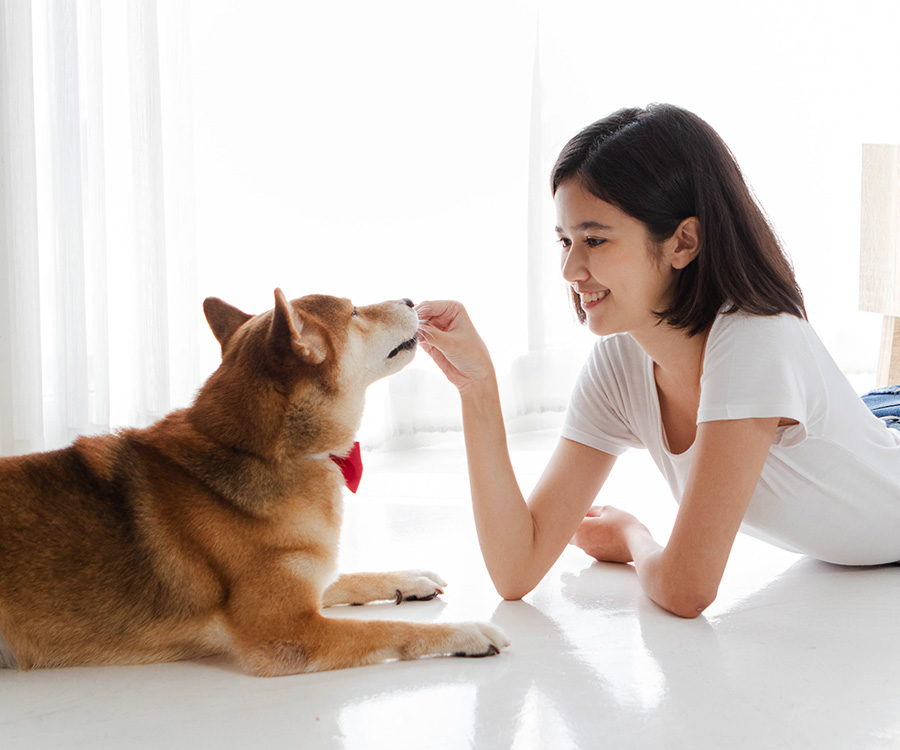 To be a dog sitter, famiiarize yourself with the pup, as this young Asian woman is doing on the floor giving a treat to a Shiba dog.