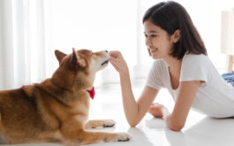 Young Asian woman on the floor and giving a treat to Shiba dog.