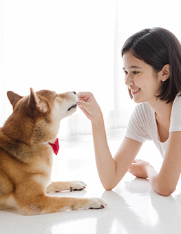 Young Asian woman on the floor and giving a treat to Shiba dog.