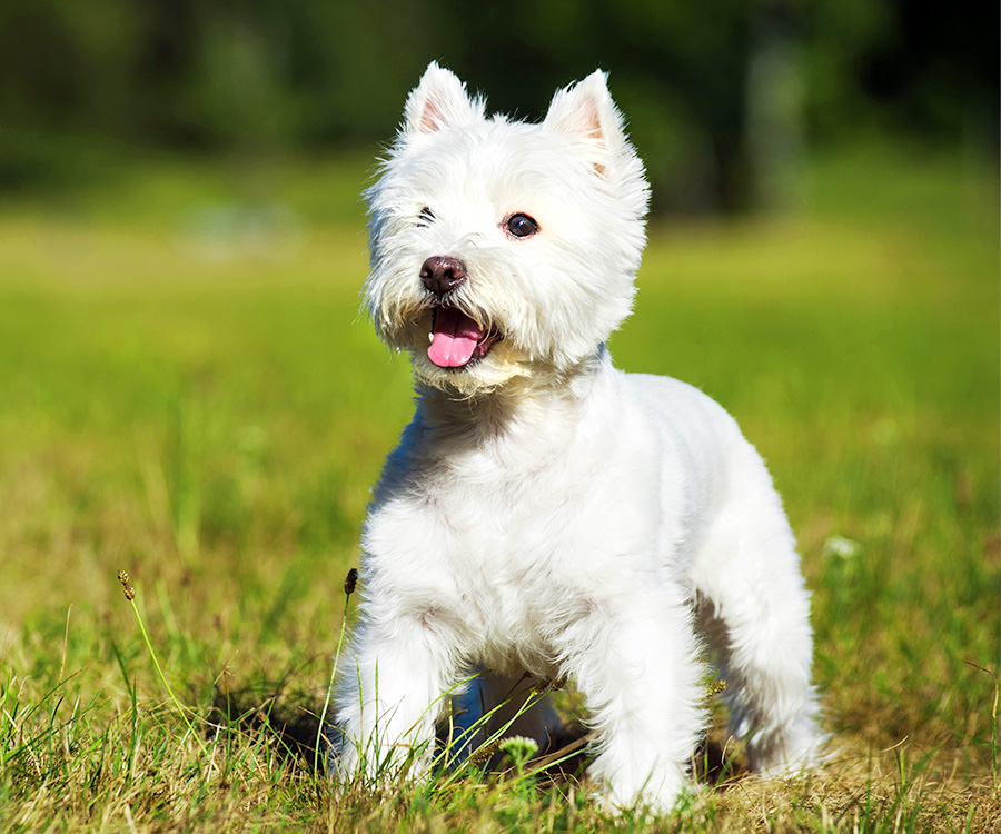 “West Highland White Terriers, such as this pup, are considered hypoallergenic dogs.