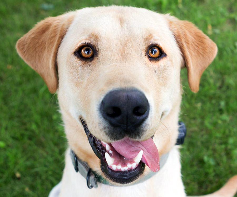 Closeup of smiling dog with tongue out