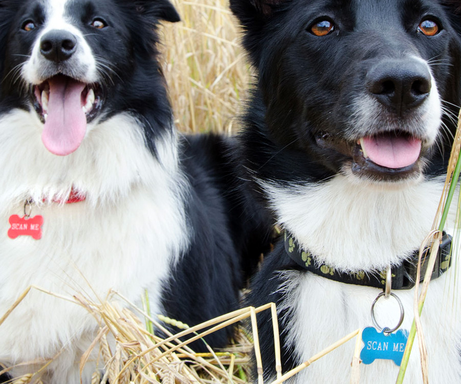 Two dogs with pet id tags