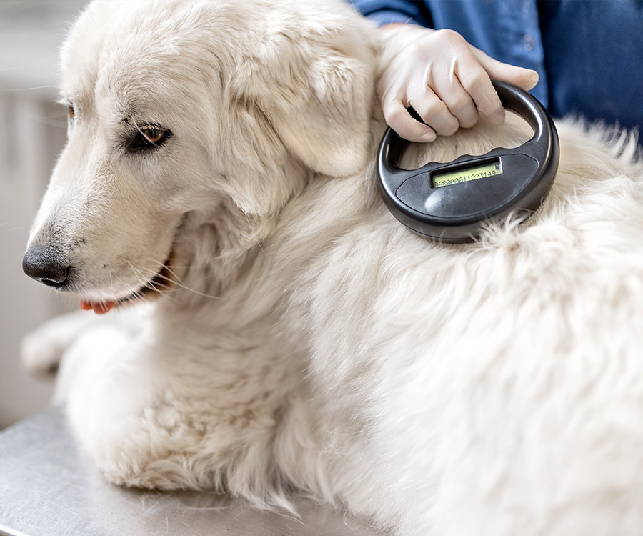 Along with pet ID tags, a veterinarian checks for microchip implant under a dog skin with scanner device.