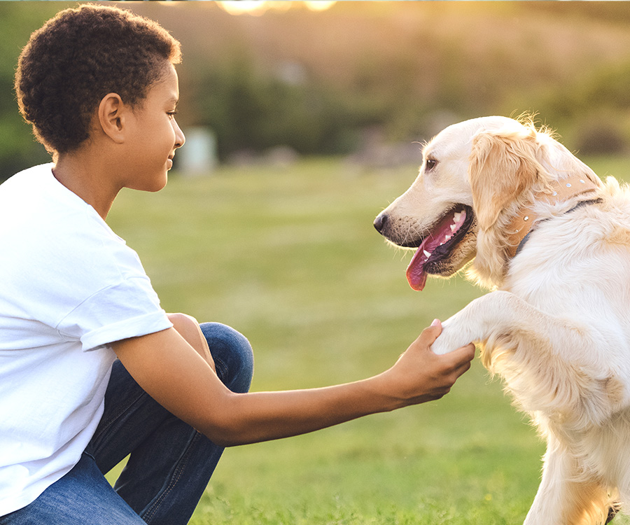 side view of happy african american teenager playing with golden retriever dog