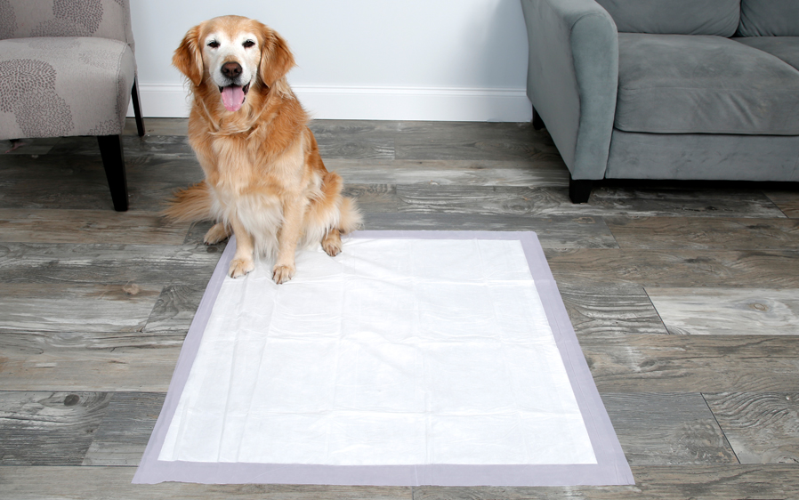 Large dog sitting on a 3XL scented dog pad.