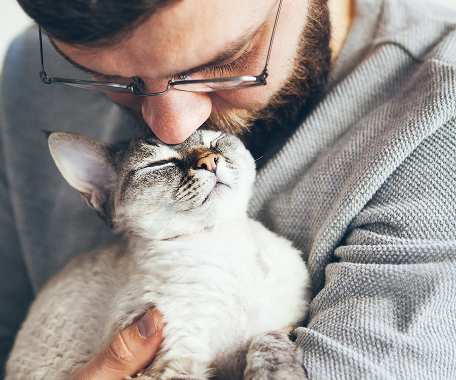 Does My Cat Have Separation Anxiety - Man holding and kissing little Devon Rex cat