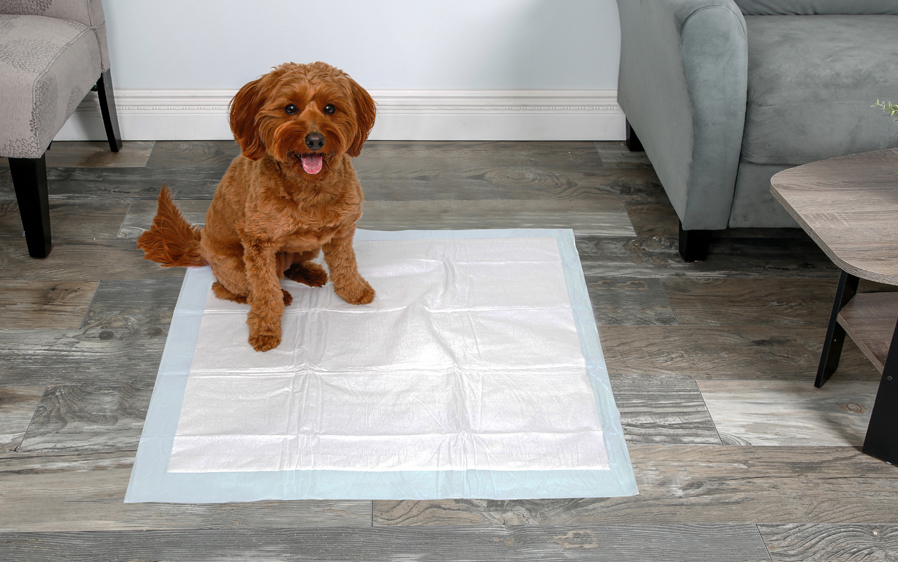 Hartz Home Protection odor eliminating XXL scented dog pads have a mountain fresh scent