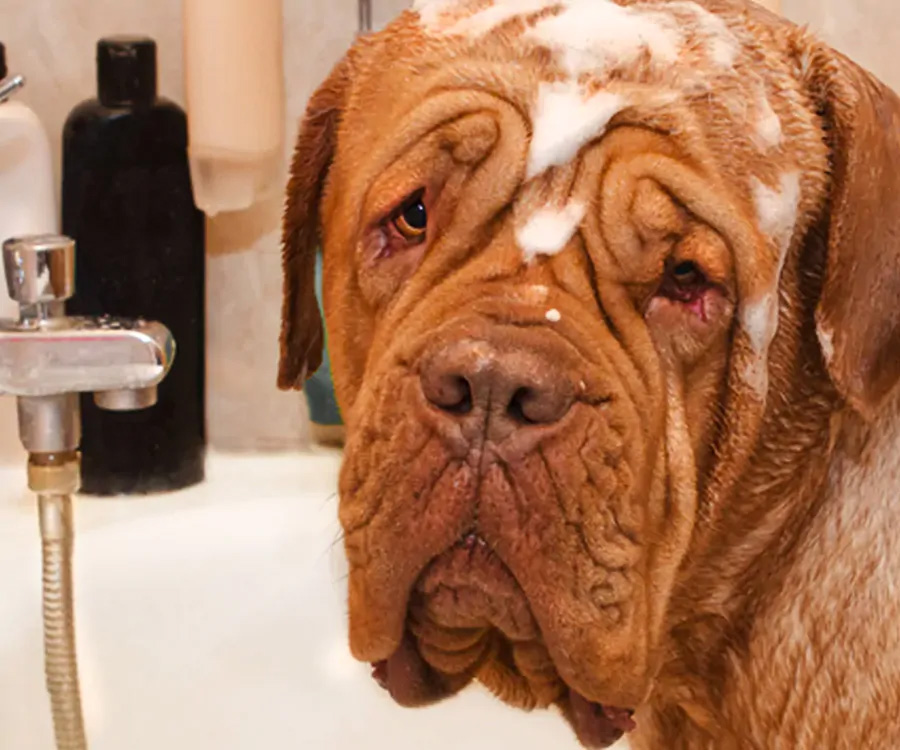Bathing your dog. Closeup of dog with suds on his head.