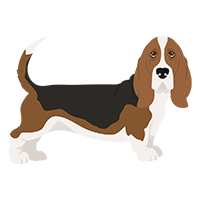 Best Apartment Dogs Basset Hound