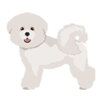 Best Apartment Dogs Bichon Frise