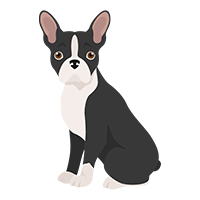 Best Apartment Dogs Boston Terrier