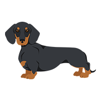 Best Apartment Dogs Dachshund