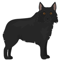 Best Apartment Dogs Schipperke