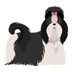 Best Apartment Dogs Shih-Tzu