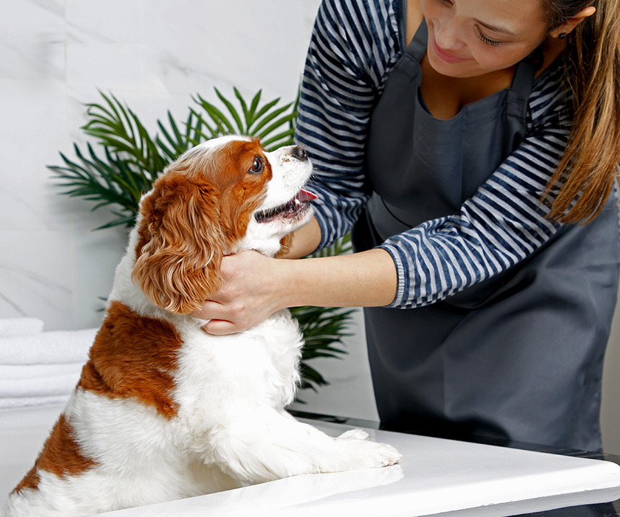 Best Dog Shampoo - Woman washing dog in bathtub