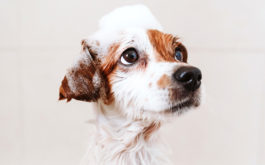 Dog with foam soap on head