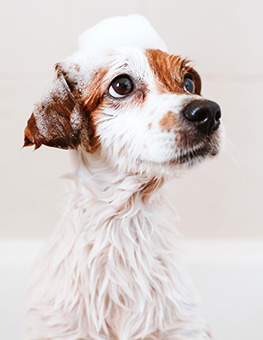 Dog with foam soap on head