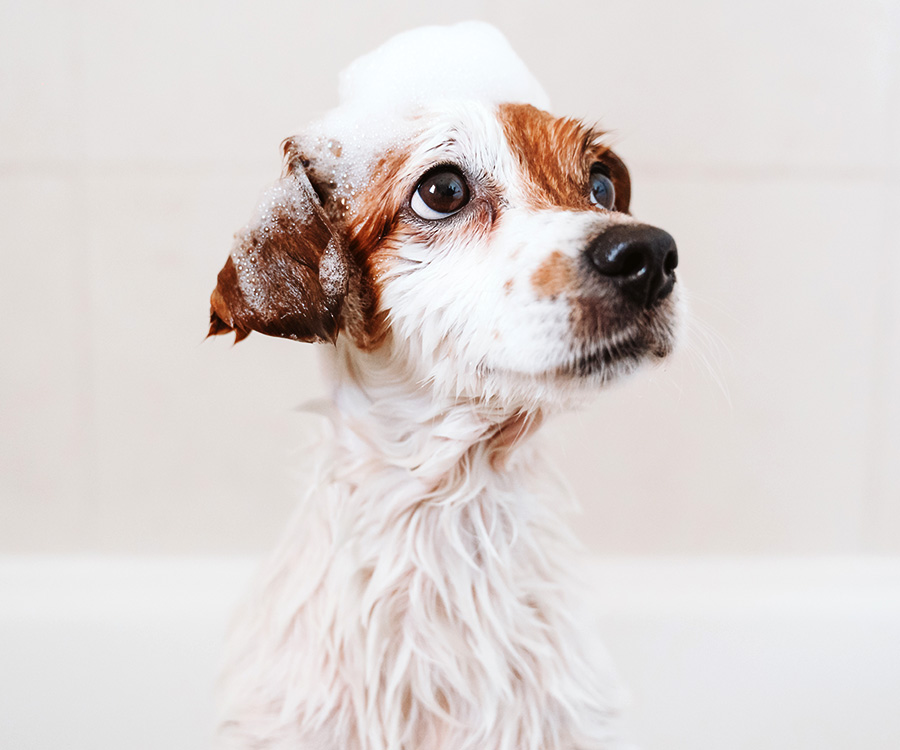 Dog with foam soap on head