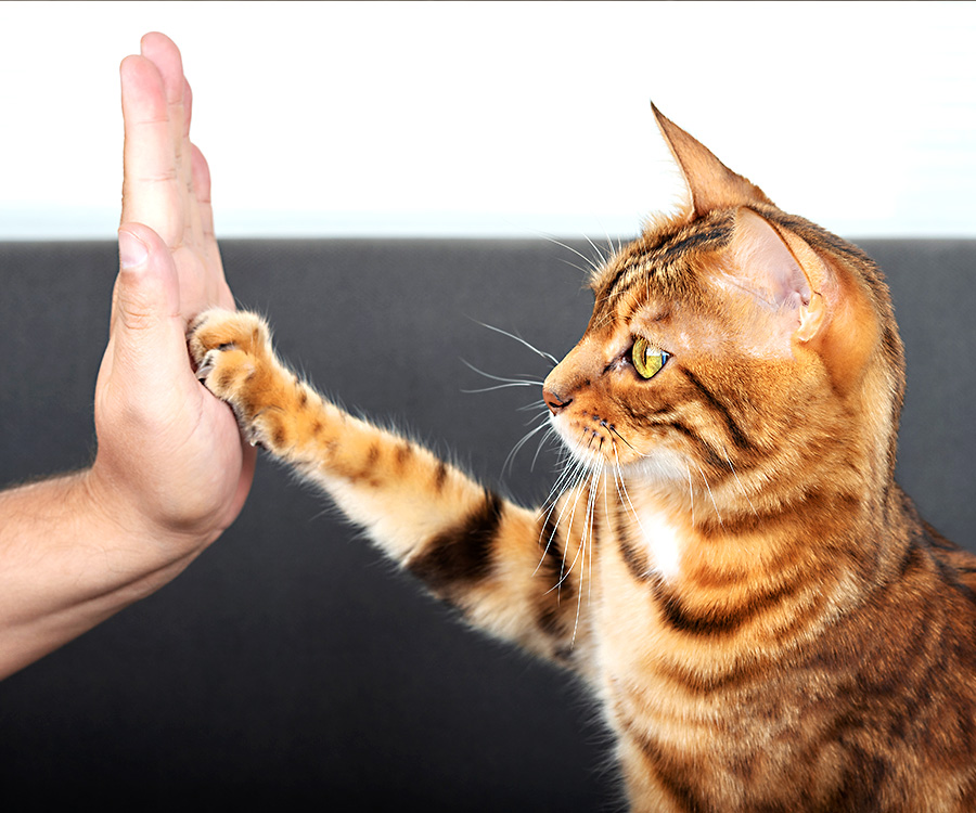 Cute Bengal cat high fives owner's hand with paw.