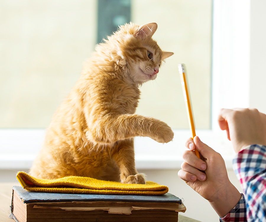 A child and pet Ginger playing with pencil is a way to teach your cat to high five.