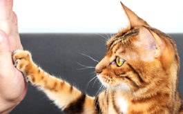 The cute Bengal cat gives a high-five paw to the owner with love.