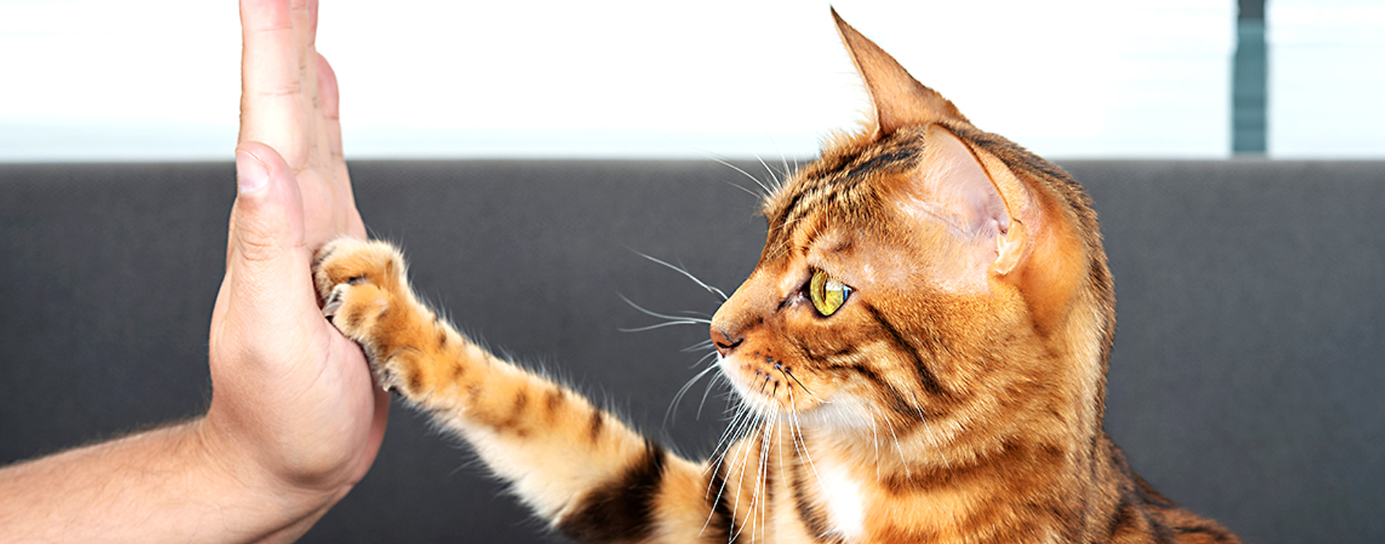 National high five day is april 21st how to teach your cat to high