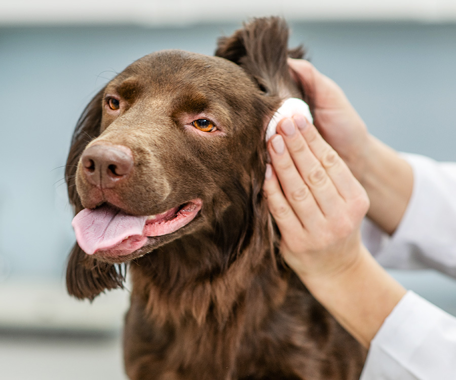 Cleaning a dogs ears - Vet cleaning a dogs ear at vet clinic