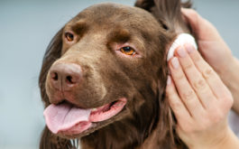 Vet cleaning a dogs ear at vet clinic