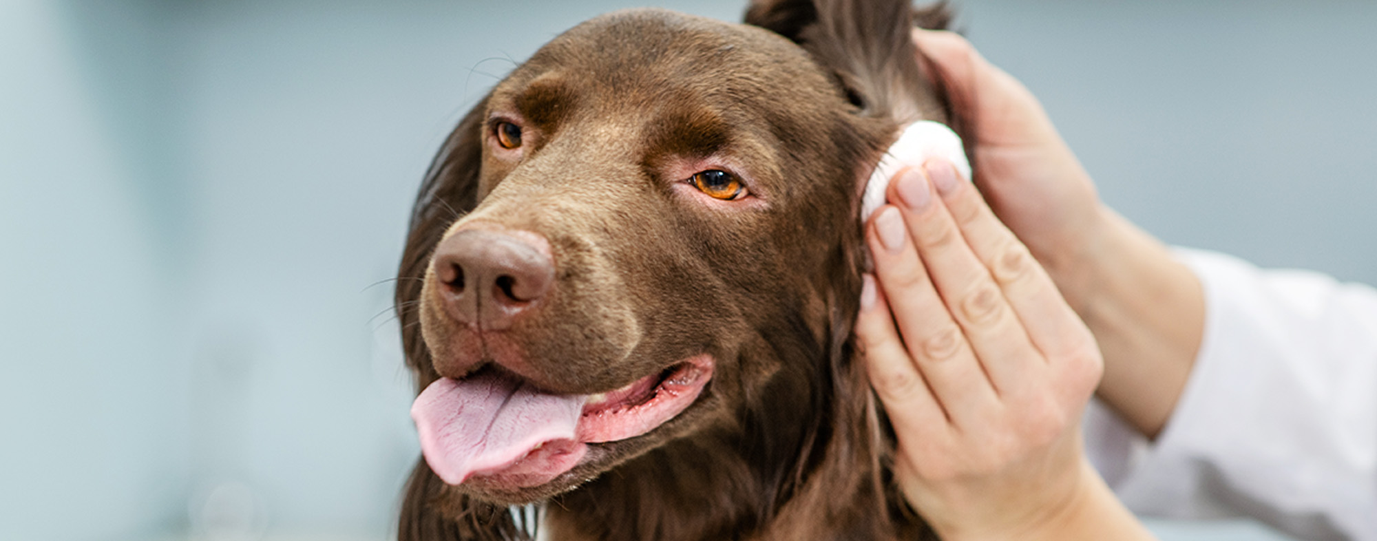 does white vinegar keep dogs away