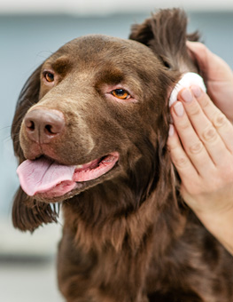 Vet cleaning a dogs ear at vet clinic