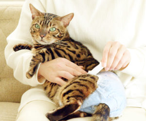 Cat in diaper