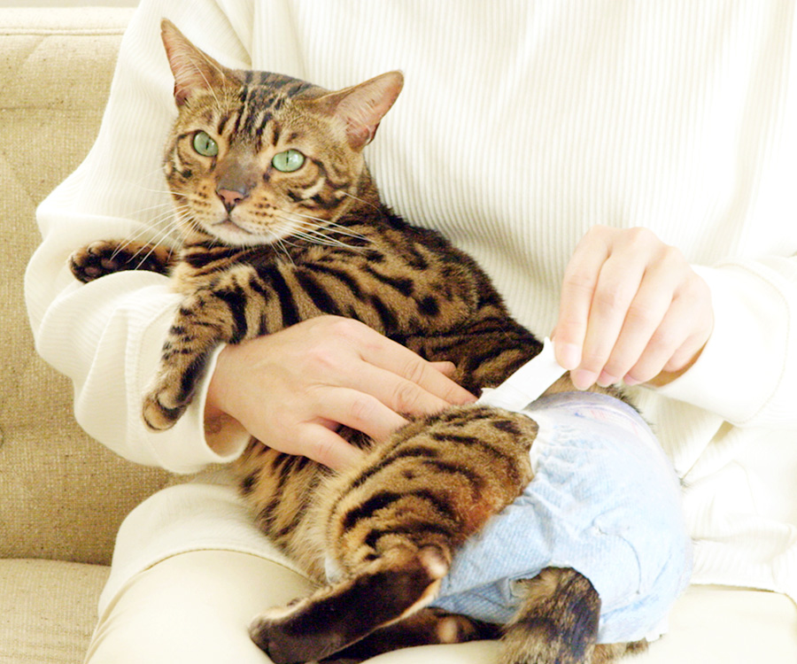 Diapers for cats - Woman putting diaper on cat