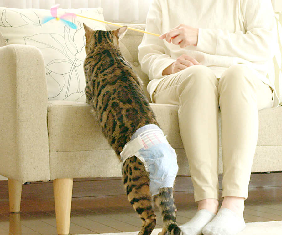Woman playing with cat in diaper with wand