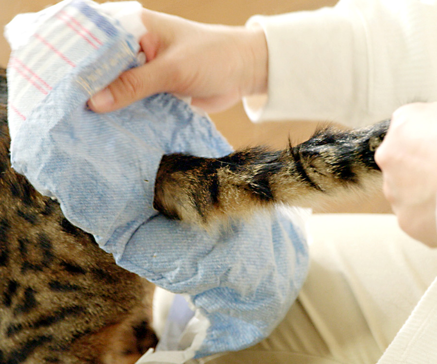 Woman pulling cat's tail through diaper