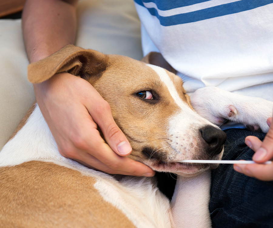 DNA pet test - Mixed Breed Puppy Getting his DNA Swabbed