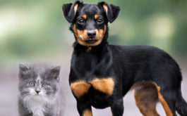 Mixed breed dog and kitten posing outdoors
