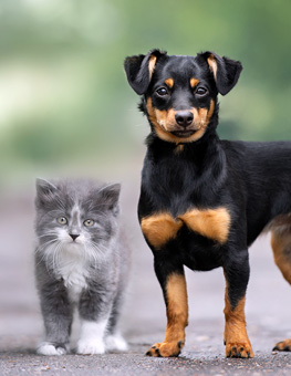Mixed breed dog and kitten posing outdoors