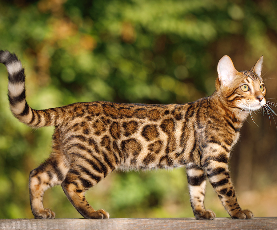 Bengal cat hunting outdoors