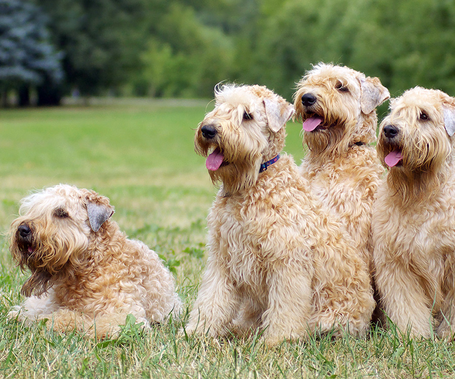 You may need to find a breeder for Ireland soft coated wheaten terriers, such as these.