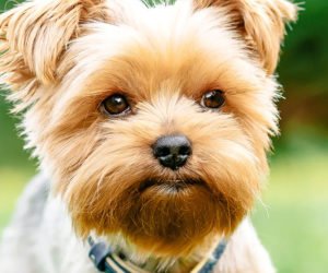 Small dog owners should ensure their pets, such as this Yorkshire Terrier, have particular care because of their diminutive size.