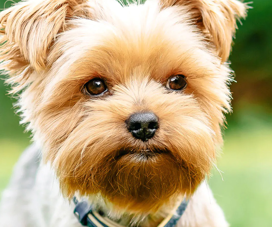Small dog owners should ensure their pets, such as this Yorkshire Terrier, have particular care because of their diminutive size.