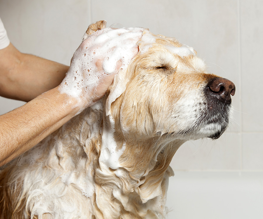 Human hands bathing dog with shampoo suds